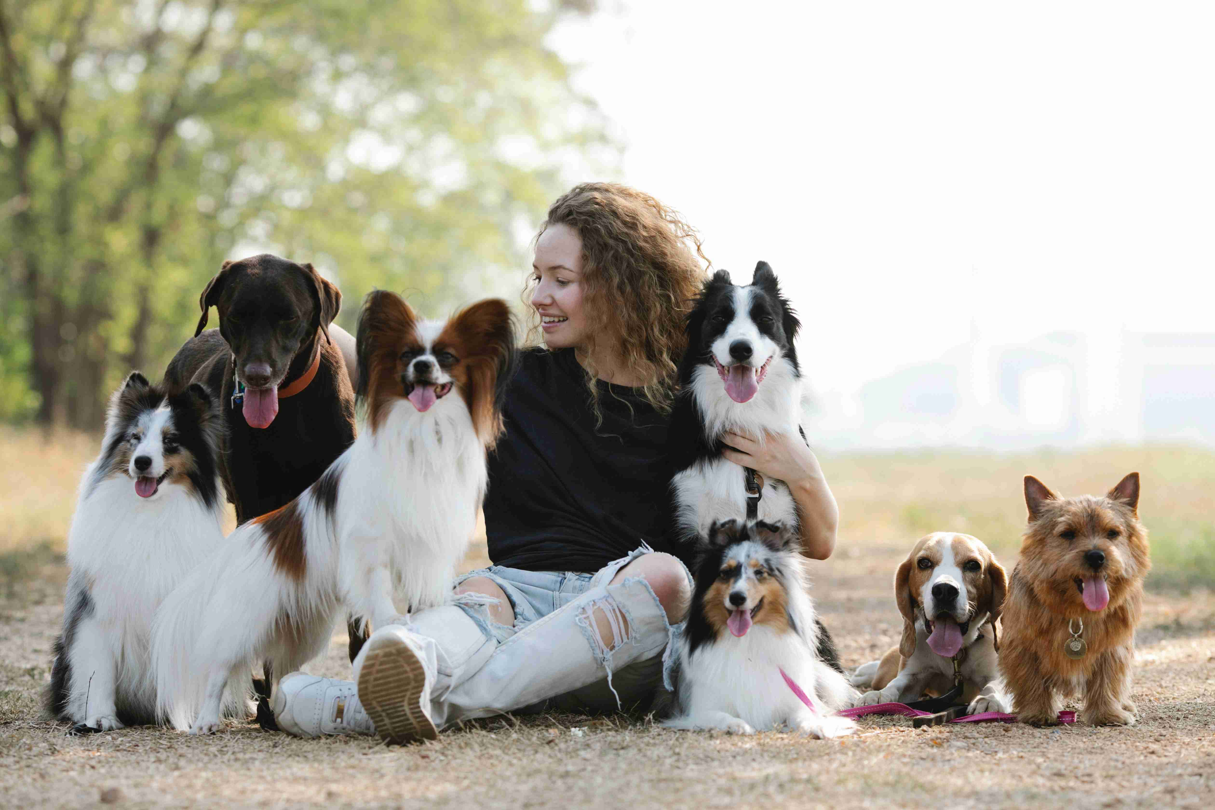 Protecting Your Border Collie's Mobility: Understanding Spinal Problems in Border Collies